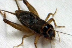 吃瓜算蛐蛐吗,揭秘网络热词背后的文化现象