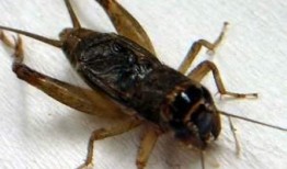 吃瓜算蛐蛐吗,揭秘网络热词背后的文化现象