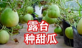 吃瓜能手369,揭秘娱乐圈幕后故事