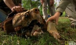 大鳄龟吃瓜,瓜果盛宴