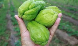 凡瓜怎么吃,探索凡瓜的多样美味