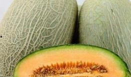 吃哈密瓜哭,揭秘吃瓜时的奇妙情感之旅