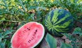 吃玉茹瓜的好处,养生佳品，健康生活必备