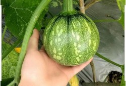 广西吃瓜网,揭秘广西美食圈的热辣新鲜事