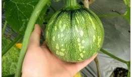 广西吃瓜网,揭秘广西美食圈的热辣新鲜事