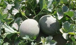 澜尔文学吃瓜,吃瓜群众眼中的文学盛宴