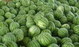 吃瓜地里的壁纸,揭秘吃瓜地里的壁纸魅力