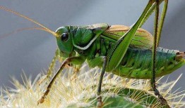 蝈蝈吃方瓜,自然界的和谐共生