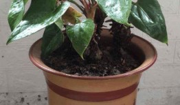 花吃小王瓜,探寻民间美食的独特魅力