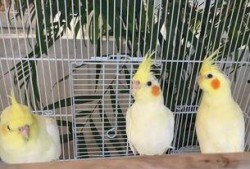 羊崽吃瓜,一场与自然的亲密邂逅