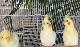 羊崽吃瓜,一场与自然的亲密邂逅