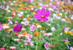 花海求婚吃瓜文案,吃瓜群众见证甜蜜瞬间