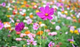 花海求婚吃瓜文案,吃瓜群众见证甜蜜瞬间