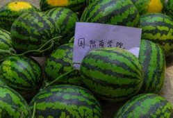 师范大学吃瓜,师范大学里的那些“吃瓜”趣事