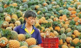 台湾凤梨吃瓜群众视频,揭秘视频背后的故事