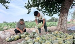 新疆方舱吃瓜,新疆方舱里的夏日“瓜趣”时光