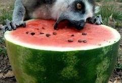 吃瓜猹图片,揭秘网络热图背后的趣味与思考