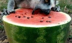 吃瓜猹图片,揭秘网络热图背后的趣味与思考