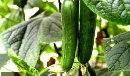 尿酸高可以吃高瓜丝炒肉,高瓜丝炒肉，美味又健康的选择