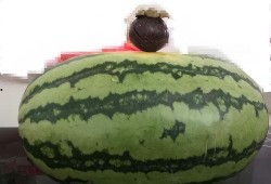 大家吃瓜的样子视频,一场视觉盛宴的“瓜”界狂欢