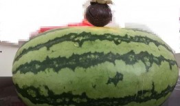 大家吃瓜的样子视频,一场视觉盛宴的“瓜”界狂欢