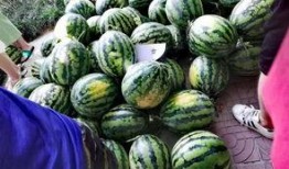 师范大学吃瓜,师范大学里的那些“吃瓜”趣事