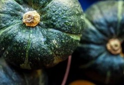 小瓜吃胖了,探寻美食与健康的平衡之道