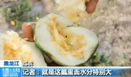 无锡太湖吃瓜,无锡太湖畔的夏日吃瓜盛宴