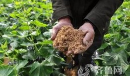 黄堤吃瓜,揭秘瓜界新宠的传奇故事