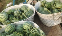 江北最后的深情吃瓜,一场关于瓜果的味蕾盛宴