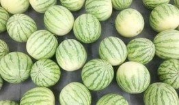 安静地吃瓜视频