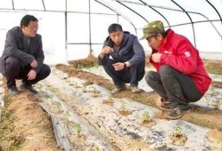 吃瓜张宏,揭秘娱乐圈背后的那些事儿