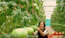 吃瓜自由地,吃瓜自由背后的真相与争议