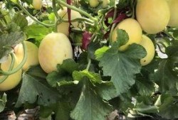 安徽界首吃瓜事件,一场网络热议背后的真相与反思