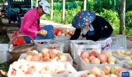 微山县吃瓜,夏日微山吃瓜记