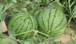 吃瓜吃西瓜的好处,西瓜吃出健康与快乐