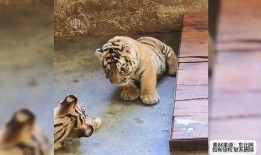 吃瓜的老虎,一场娱乐圈的神秘大戏