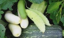 黄堤吃瓜,揭秘瓜界新宠的传奇故事