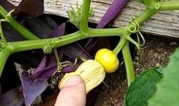 什么瓜苗瓜花可以吃,瓜苗瓜花可食用之谜