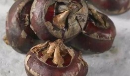 吃荸荠可以吃角瓜吗,同食相宜的健康搭配探索