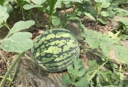 花皮瓜蒸熟吃吗,蒸熟食用，营养美味两不误