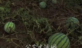 抓人吃瓜,那些年我们追过的“抓人吃瓜”事件