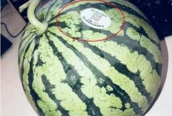 网红吃瓜精品,揭秘娱乐圈幕后真相