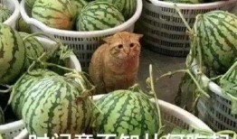 到处翻手机吃瓜,全民“吃瓜”背后的社交焦虑与信息泛滥