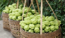 佛主瓜怎么吃,解锁美味新境界