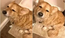 吃瓜围观的狗子,揭秘娱乐圈幕后故事