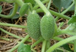 可以吃的喷瓜,探索天然喷香果实的独特风味