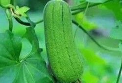 秋后吃三瓜是那三瓜,揭秘“秋后吃三瓜”的神奇功效