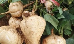 土瓜可以和牛肉一起吃吗,营养互补的美食探索