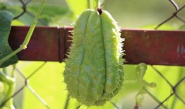 合掌瓜要去皮吃,解锁健康饮食新选择